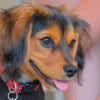 Alfie the Cavalier King Charles Spaniel x Jack Russell Terrier