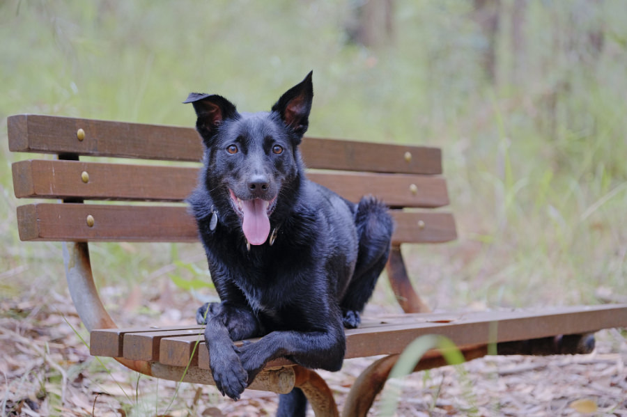 Our dog Nero on a bench
