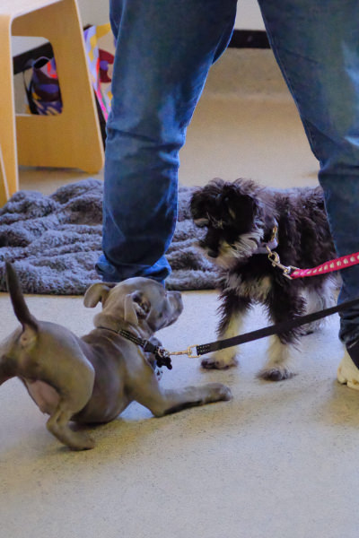 Puppy socialisation