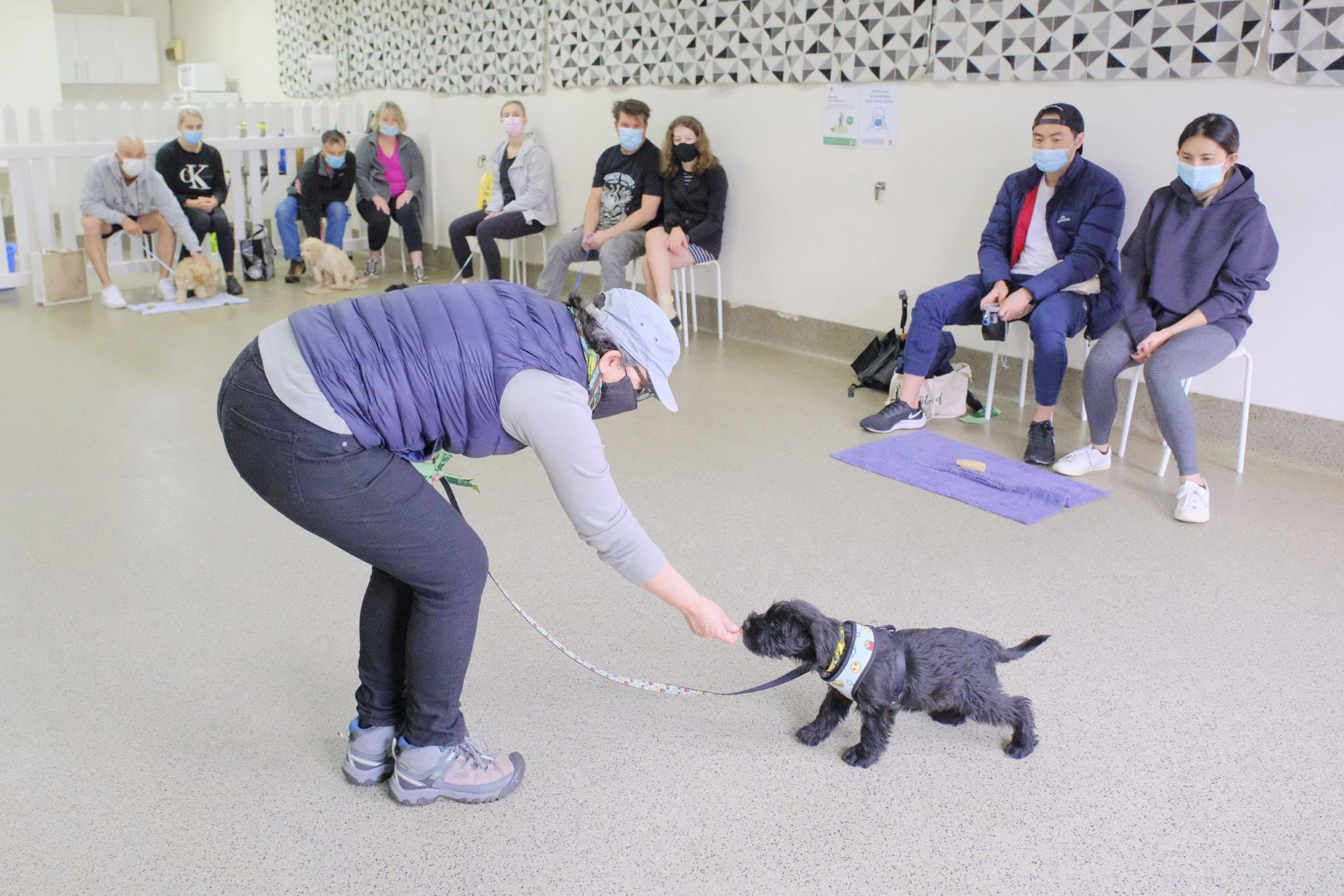 Puppy class overview photo