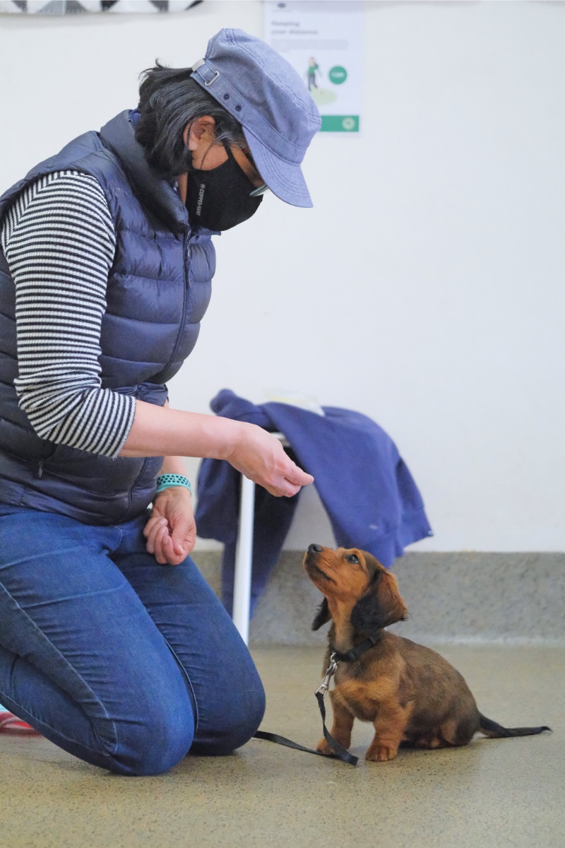 Radica with a puppy at work in puppy class