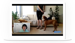 Live online puppy class through conferencing app